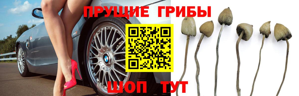 Снежинск  Галлюциногенные грибы Cubensis  Вход с VPN 
